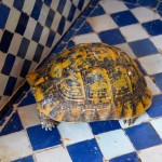Ryad Alya Turtle