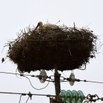 Kairouan Drive Stork Nest
