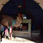 Kairouan Medina Bir Barrouta Camel