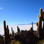 Uyuni Salt Flats Isla Incahuasi Alpacas Cacti View