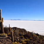 Uyuni Salt Flats Isla Incahuasi Cacti