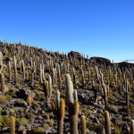 Uyuni Salt Flats Isla Incahuasi Cacti Everywhere