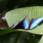 Guembe Biocenter Butterfly Blue
