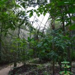 Guembe Biocenter Butterfly Enclosure