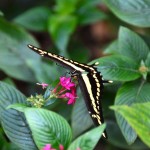 Guembe Biocenter Butterfly yellow