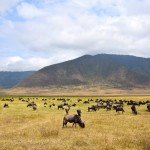 Ngorongoro Crater Grazing Wildebeest