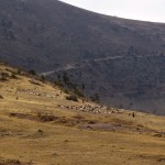Ngorongoro Crater Herds