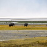 Ngorongoro Crater Hippos