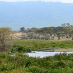 Ngorongoro Crater Hippos Resting