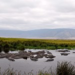 Ngorongoro Crater Hippos in Pool