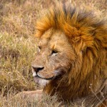 Ngorongoro Crater Lion