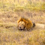 Ngorongoro Crater Lion Sleepy