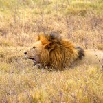 Ngorongoro Crater Lion Yawn