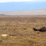 Ngorongoro Crater Lion and Catch
