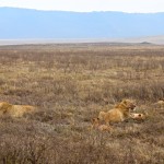 Ngorongoro Crater Lions
