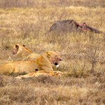 Ngorongoro Crater Lions with bloody face