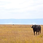 Ngorongoro Crater Lone Buffalo