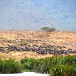 Ngorongoro Crater Ngoitokitok Spring Wildebeest