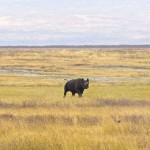 Ngorongoro Crater Rhino