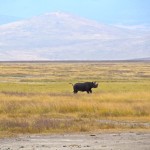 Ngorongoro Crater Rhino-2