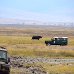 Ngorongoro Crater Rhino Freed