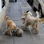 Sucre Street Dogs