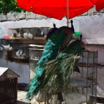 Port-au-Prince Street bird market