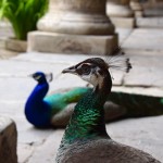 Peacocks were wandering around the courtyard