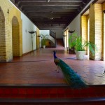Museo de las Casas Reales Peacock