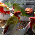 Happy little parrots