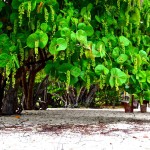 Trinidad Brisas Del Mar Tree