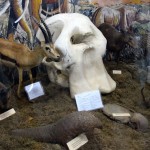Arusha National History Museum Animal Display