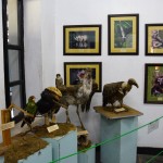 Arusha National History Museum Animals