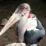 A huge Marabou Stork