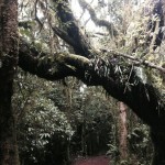 Kilimanjaro Back Mossy Tree