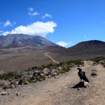 Kilimanjaro Horombo Hut Hike Raven