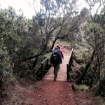 Kilimanjaro Mandara Hut Hike Bridge