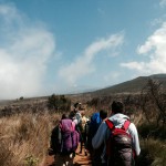 Kilimanjaro Mandara Hut Hike Tall Grass