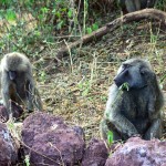 Lake Manyara Baboons