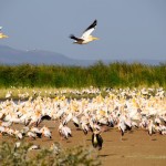Lake Manyara Birding heaven
