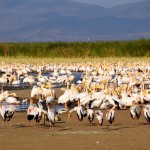 Lake Manyara Birds