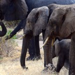 Lake Manyara Elephant Family