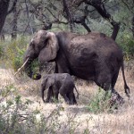 Lake Manyara Elephant and Baby