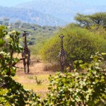 Lake Manyara Giraffes