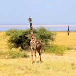 Lake Manyara Giraffes and Lake
