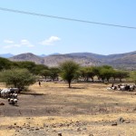 Lake Manyara Herds