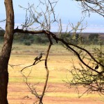 Lake Manyara Hornbill