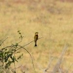Lake Manyara Little Bee-Eater