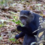 Lake Manyara Monkey Eating