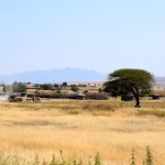 Lake Manyara Scene